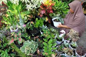 Sebelum mengetahui lebih jauh tentang bagaimana cara menata tanaman hias di halaman depan rumah maka akan jauh lebih baik jika anda. Nyaman Berkat Tanaman Hias