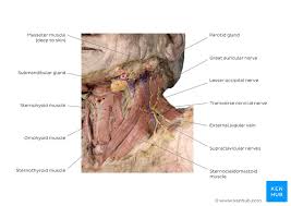 Neck Muscles Anatomy List Origins Insertions Action Kenhub