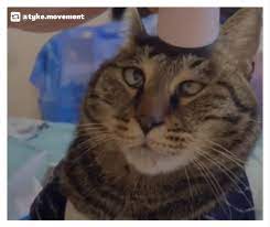 Veterinārārsti un dzīvnieku klīnikaspie all pets medical center, llc. All Pets Medical Center Llc Home Facebook