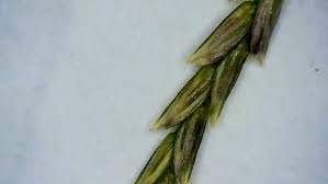 Image result for Eragrostis plana