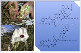 Image result for Ipomoea intrapilosa