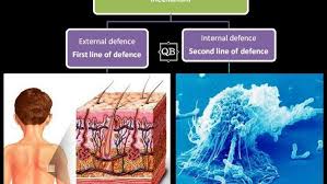 Immunology Quiz On Innate Immunity