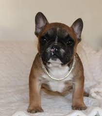 The french bulldog has the appearance of an active, intelligent, muscular dog of heavy bone, smooth coat, compactly built, and of medium or small structure. French Bulldog For Sale Michigan