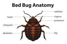 Wildlife removal and pest control in albany, ny and the surrounding area. Bed Bug Exterminator Albany Ny Bed Bug Extermination Albany New York Family Pest Solutions