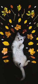 Check spelling or type a new query. Cute Cat Wallpapers For Iphone I Like Cats Very Much