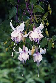 Fuchsia Trailing Harry Gray Fuchsia Flowers Amazing Flowers Beautiful Flowers
