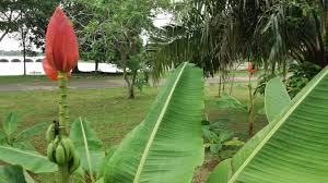 Dah ready semua, jom kita mulakan sesi kembara 1 hari cn ke taman botani, putrajaya. Mohd Faiz Bin Abdul Manan Taman Botani Putrajaya
