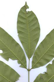 Image result for Aphanamixis