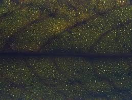 Image result for Casearia battiscombei