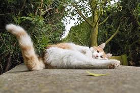 1.1 angka mimpi mancing 2d 3d 4d. 4 Fungsi Ekor Kucing Dan Hal Penting Lainnya Seputar Ekor Kucing