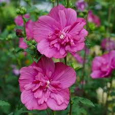 Image result for Hibiscus syriacus ´Pink Chiffon