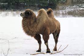 Endothermy is a synapomorphy of the mammalia, although it may have arisen in a (now extinct) synapsid ancestor; Bactrian Camel Camelus Ferus