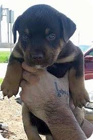 The rottweilers are regarded as one of the oldest herding breeds and 10th most intelligent dog. Wichita Falls Tx Rottweiler Meet Winston A Pet For Adoption