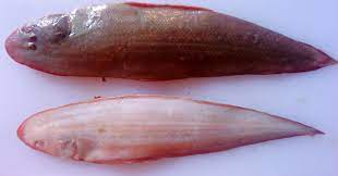 We did not find results for: Morfologi Dan Klasifikasi Ikan Lidah Ikan Dan Laut
