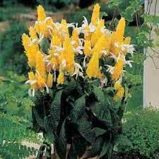 Flaming Golden Candle Plant Candle Plant Plants Container Plants