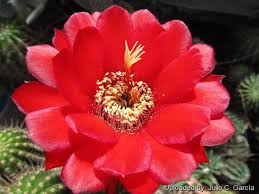 Image result for Craibia grandiflora