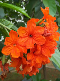 Check spelling or type a new query. Cordia Sebestena Wikipedia