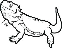 Bearded Dragon Coloring Page Pages Printable D Dragon Coloring Page Bearded Dragon Colors Bearded Dragon Cute
