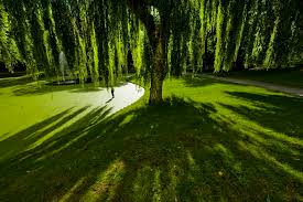 Every tree is unique, with a twisted trunk and rounded crown of large leaves divided into many leaflets. Weeping Willow Tree Guide The Tree Center