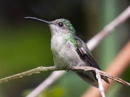 Image result for Landolphia cuneifolia