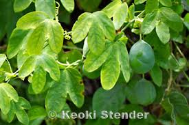 Image result for Passiflora subpeltata