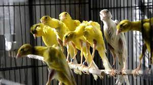 Maybe you would like to learn more about one of these? The Canaries Of Postures Canaries Of Postures