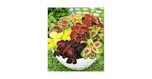 Image result for Coleus hereroensis