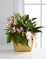 The company's filing status is listed as good standing and its file number is 966845. Flowers To Tweat King Funeral Home Cleveland Mississippi Ms Same Day Delivery By A Local Florist In Cleveland