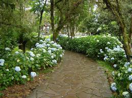 Canela Rio Grande Do Sul Fotos Caminho De Flores Canela Rio Grande Do Sul Flores Paisagem Flores E Papeis De Parede Gratis