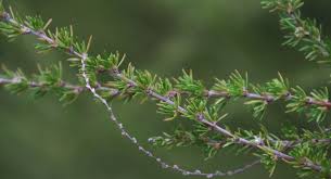 Image result for Cliffortia linearifolia