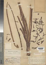 Image result for Kniphofia thomsonii