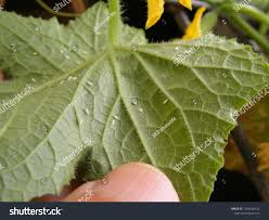 Image result for whitefly in cucumber