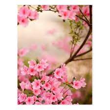 Pink Azalea Flowers Postcard Postcard Post Card Postcards Unique Diy Cyo Customize Personalize Spring Flowers Wallpaper Azalea Flower Pink Azaleas