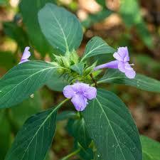 Image result for Barleria cristata