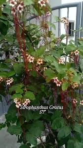 Image result for Strophanthus sarmentosus
