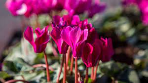 Maybe you would like to learn more about one of these? 5 Flowers To Plant Now That Will Bloom In Winter