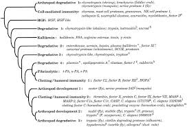 Protease synonyms, protease pronunciation, protease translation, english dictionary definition of protease. The C Terminal Sequence Encodes Function In Serine Proteases Journal Of Biological Chemistry