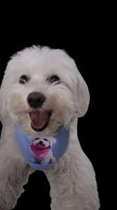 #frise #frisé #maltes #dogs #doglover #dogsofinstagram #bichonmaltes  #bichonfrisé #perros , #puppy #puppies #mexico🇲🇽 #perritosfelices  #perrosinfluencers #doglife #bichongram #dog #trufa #viral, #dogs ...