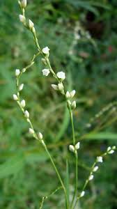 Image result for Gutenbergia spermacoceoides