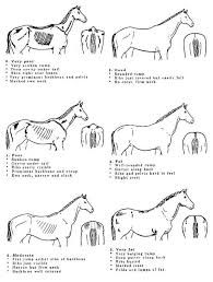 Six Determinants To Horse Health Horses Pinterest