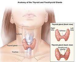 Mổ u tuyến giáp hay còn gọi là phẫu thuật tuyến giáp là một biện pháp phổ biến trong điều trị ung thư tuyến giáp. Ung ThÆ° Tuyáº¿n Giap Dáº¥u Hiá»‡u Yáº¿u Tá»' Nguy CÆ¡ Va Cach Ä'iá»u Trá»‹