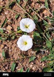 Image result for Convolvulaceae