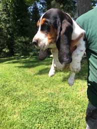 Basset hound puppies for sale in south georgia. Basset Hound Puppies For Sale Chattahoochee Hills Ga 276870