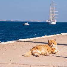 Quoi De Mieux Qu Une Petite Sieste Sous Le Soleil Grec Cats Chats Catsofinstagram Catsandgreece Grece Grec Instagram Posts Instagram Animals