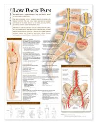 Nevertheless, the exact number is difficult to define. Scientific Name For The Lower Back Muscles Erector Spinae Muscles Illustration By Body Scientific
