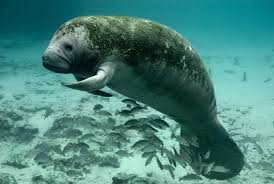There are three accepted living species of trichechidae, representing three of the four living species. Are Florida Manatees A Conservation Success Story Or Are They Still In Danger Scientific American Blog Network