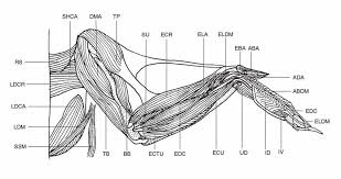If u want to get a gold skin don't play ranked play public servers and grind for 3 hours playtime and i think 20k points. Dorsal View Of The Superficial Muscles Of The Golden Pheasant Aba M Download Scientific Diagram