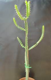 Image result for Euphorbia persistentifolia