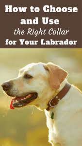 Use the measurements below to help you choose the right collar for a large (up to 75 lbs.) common breeds: Dog Collars For Labs Your Complete Guide On Lab Collar Sizes Styles More