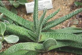 Gasteria carinata var.verrucosa гастерия веррукоза. Gasteria Carinata Var Verrucosa Drought Tolerant Garden Cacti And Succulents Cactus Plants